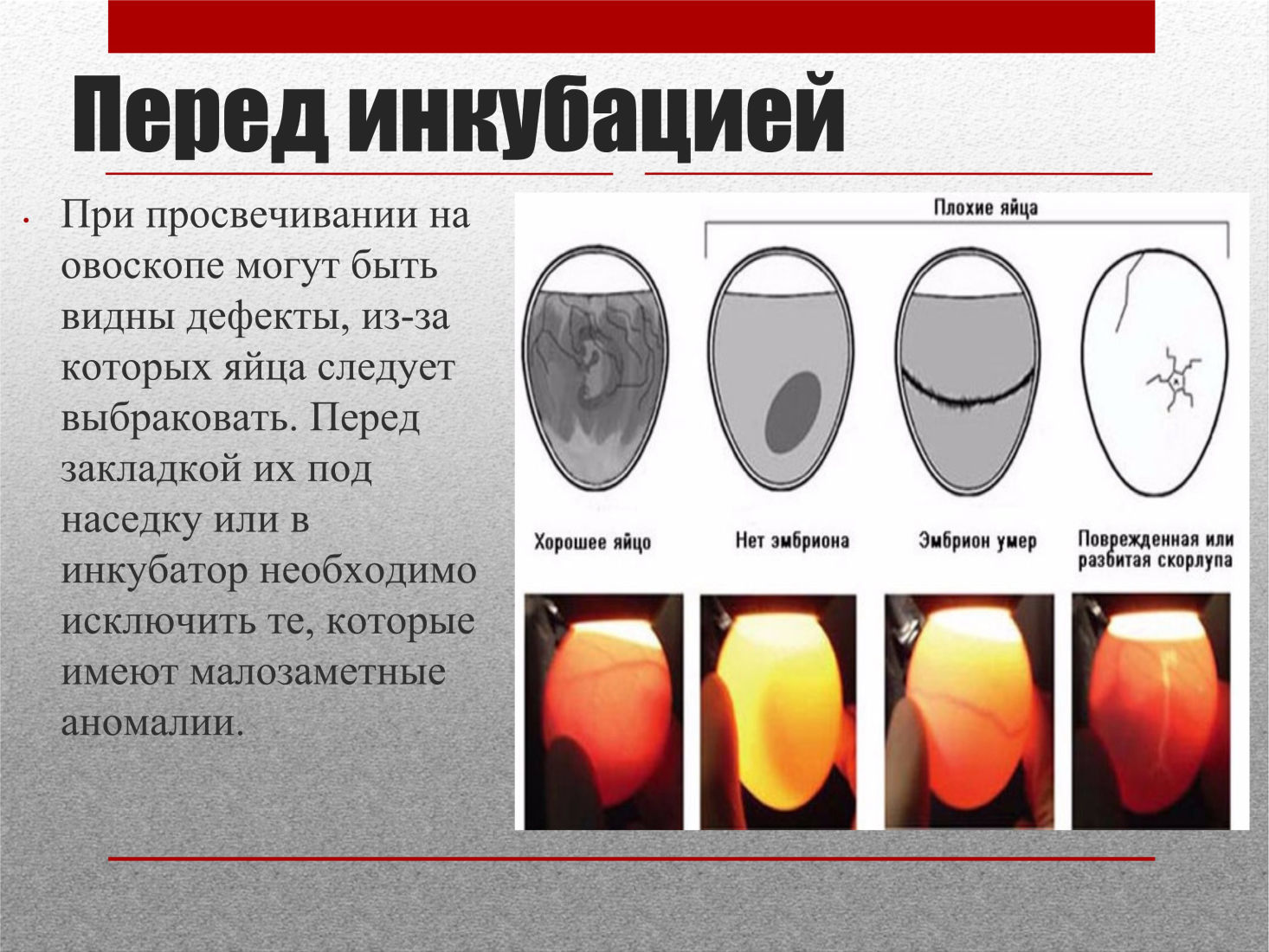 Инкубация 19 сутки